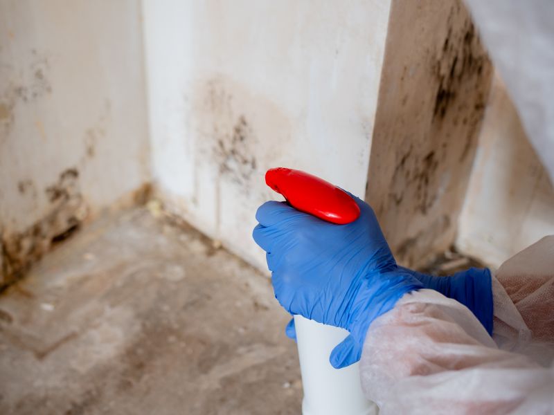 Mold Remediation detail
