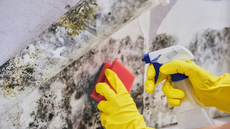 Mold Control in Dallas, TX