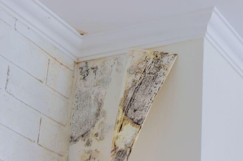 Mold Removal in Boca Raton, FL