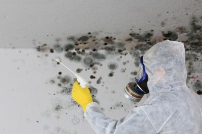 Remove Mold from Your Home or Business!